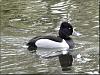 ring-necked_duck.jpg